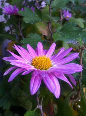 Purple Petaled Flower Purple Petaled Flower