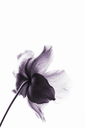 Purple Petaled Flower Purple Petaled Flower