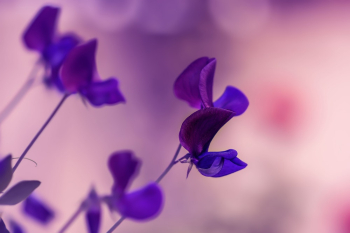 Purple Petaled Flower Purple Petaled Flower