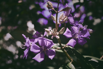 Purple Petaled Flower Purple Petaled Flower