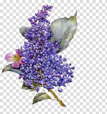 Purple petaled flower , Flower Lilac Purple, Purple wisteria transparent background PNG clipart