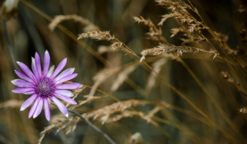 Purple Petaled Flower Macro Photography
