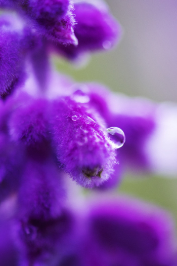 Purple Petaled Flower With Dew Drop Close Up Photography Purple Petaled Flower With Dew Drop Close Up Photography