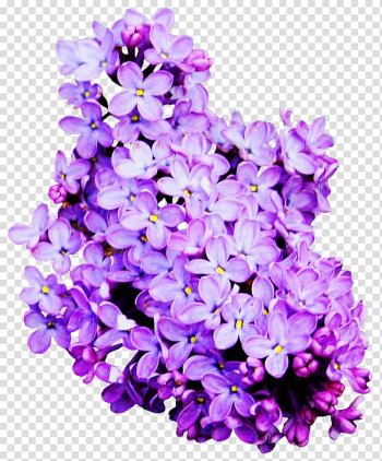 Purple petaled flowers , Lilac , Purple lavender transparent background PNG clipart