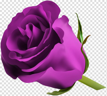 Purple rose, Blue rose Flower , Purple Rose transparent background PNG clipart