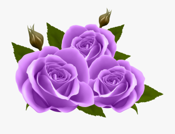 Purple Rose Clipart Transparent Background - Transparent Purple ...