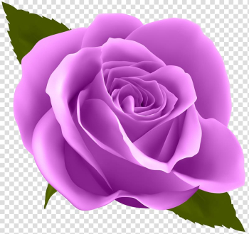 Purple rose flower , Rose Flower Purple , Purple Rose transparent background PNG clipart