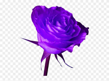 Purple Rose - Png Purple Rose Hd Purple Rose - Png Purple Rose Hd