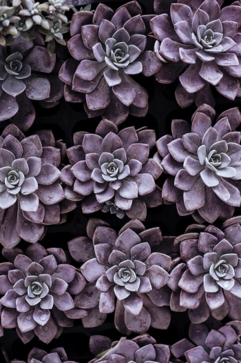 Purple succulents. Original public domain | Free Photo - rawpixel