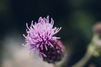 Purple thistle closeup Purple thistle closeup