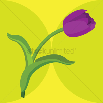 Purple tulip Purple tulip