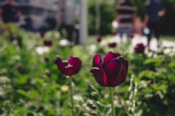 Purple tulips Purple tulips