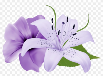 Purple Two Exotic Flowers Png Clipart Image - Easter Lily Flowers Background