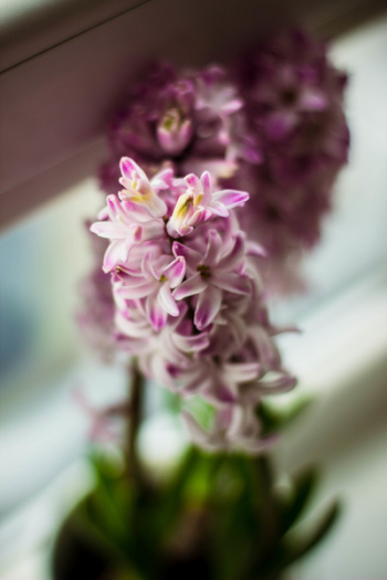 Purple White Petaled Flower Purple White Petaled Flower