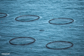 Purse seine nets in the Atlantic ocean near Faroe Islands | Free photo - 2329858 Purse seine nets in the Atlantic ocean near Faroe Islands | Free photo - 2329858