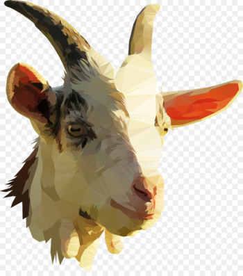 Pygmy goat Nigerian Dwarf goat Anglo-Nubian goat Boer goat Sheep -  