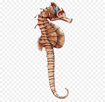 Pygmy seahorse Leafy seadragon Animal - Seahorse Pygmy seahorse Leafy seadragon Animal - Seahorse