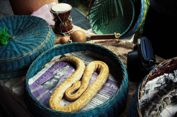 python snake at wicker basket python snake at wicker basket