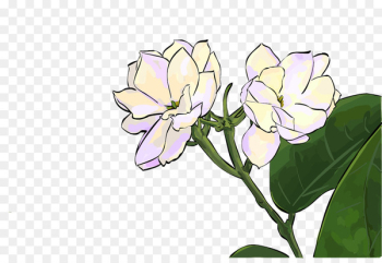 Quanzhou Desktop Wallpaper Flower Illustration Painting - flower jasmine 