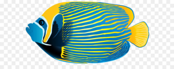 Queen angelfish Emperor angelfish Pterophyllum altum Clip art - Emperor Angelfish PNG Transparent Clip Art Image 