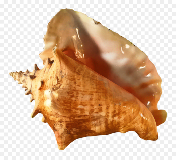 Queen Conch, Conch, Seashell, Shankha PNG Queen Conch, Conch, Seashell, Shankha PNG