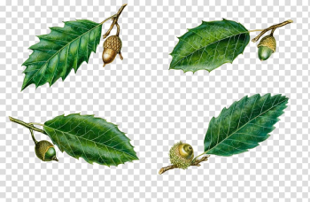 Quercus suber Quercus coccifera Quercus trojana Quercus ilex Leaf, Serrated leaves,Acorn transparent background PNG clipart