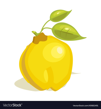 quince fruit quince fruit