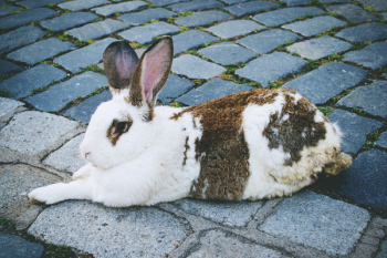 Rabbit Rabbit