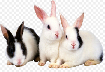 Rabbit High-definition television High-definition video 1080p Wallpaper - Three cute little bunny 