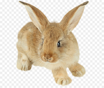 Rabbit Polyclonal antibodies Antibody Western blot Immunoglobulin G - Brown Bunny PNG Picture 