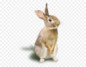 Rabbit Raster graphics RGB color model - A rabbit Rabbit Raster graphics RGB color model - A rabbit
