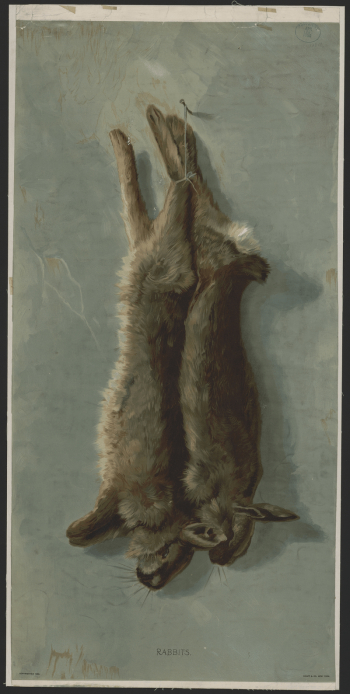 Rabbits | Free Photo - rawpixel Rabbits | Free Photo - rawpixel