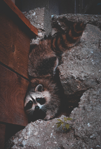 Raccoon Raccoon