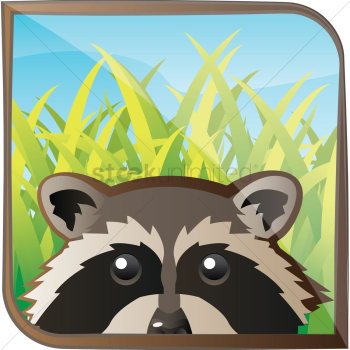 Raccoon Raccoon