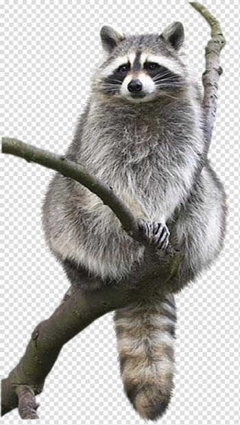 Raccoon Animal Drawing Bat Bird, raccoon transparent background PNG clipart Raccoon Animal Drawing Bat Bird, raccoon transparent background PNG clipart