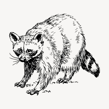 Raccoon clipart, vintage animal illustration | Free Vector - rawpixel Raccoon clipart, vintage animal illustration | Free Vector - rawpixel
