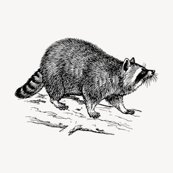 Raccoon clipart, vintage animal illustration | Free Vector - rawpixel Raccoon clipart, vintage animal illustration | Free Vector - rawpixel