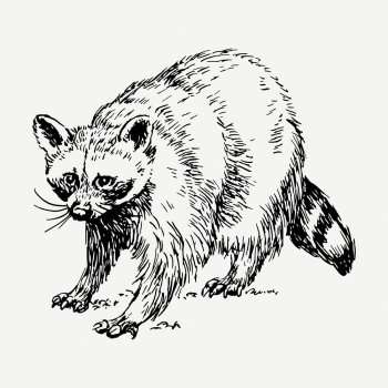 Raccoon drawing, vintage wildlife illustration | Free PSD - rawpixel Raccoon drawing, vintage wildlife illustration | Free PSD - rawpixel