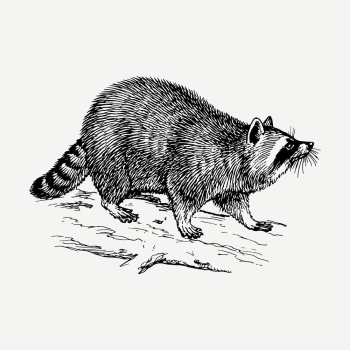 Raccoon drawing, vintage wildlife illustration | Free PSD - rawpixel Raccoon drawing, vintage wildlife illustration | Free PSD - rawpixel