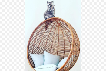 Raccoon På Det Seneste Animal Pet Dog - raccoon Raccoon På Det Seneste Animal Pet Dog - raccoon