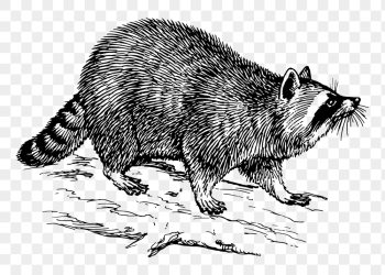 Raccoon png sticker, vintage animal | Free PNG - rawpixel Raccoon png sticker, vintage animal | Free PNG - rawpixel