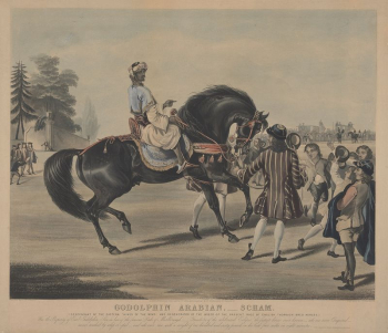 [Racing]: (1) Godolphin Arabian - | Free Photo - rawpixel