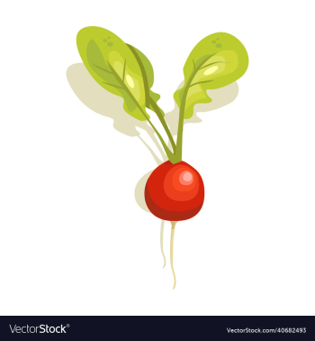 radish vegetable radish vegetable