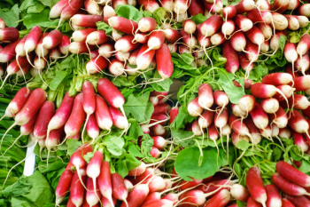 Radishes at a farmers market 