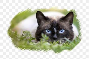 Rag doll cat png sticker, | Free PNG - rawpixel