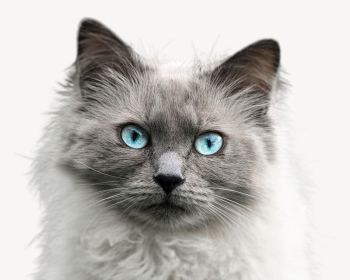 Ragdoll cat, animal collage element | Free PSD - rawpixel Ragdoll cat, animal collage element | Free PSD - rawpixel