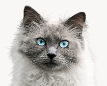 Ragdoll cat, isolated on white | Free Photo - rawpixel Ragdoll cat, isolated on white | Free Photo - rawpixel