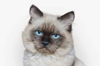 Ragdoll cat isolated on white, | Free PSD - rawpixel Ragdoll cat isolated on white, | Free PSD - rawpixel