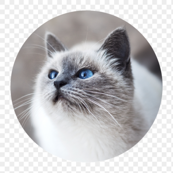 Ragdoll cat png badge sticker, | Free PNG - rawpixel Ragdoll cat png badge sticker, | Free PNG - rawpixel
