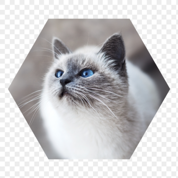 Ragdoll cat png badge sticker, | Free PNG - rawpixel Ragdoll cat png badge sticker, | Free PNG - rawpixel